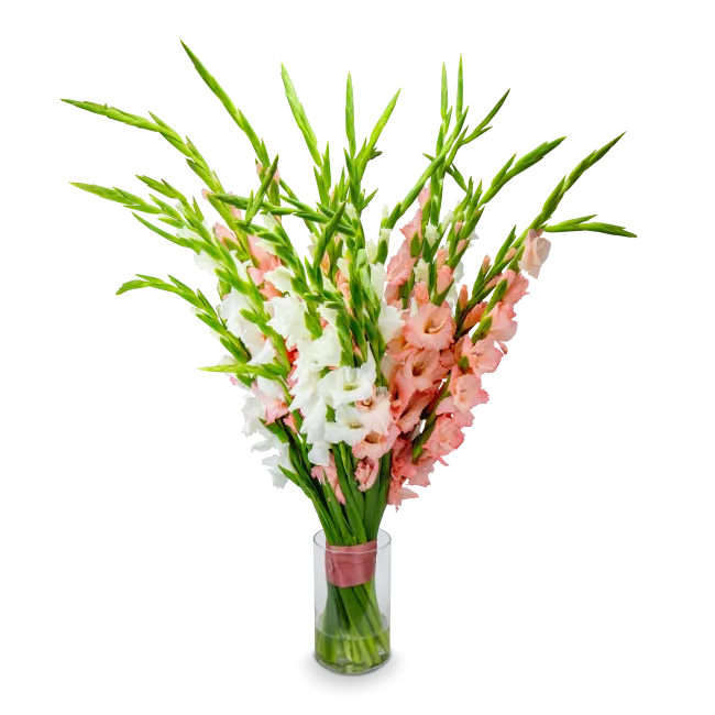 kytice gladiol